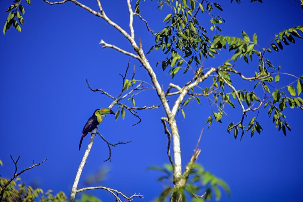Banana Bank Lodge & Jungle Horseback Adventures Бельмопан Екстер'єр фото